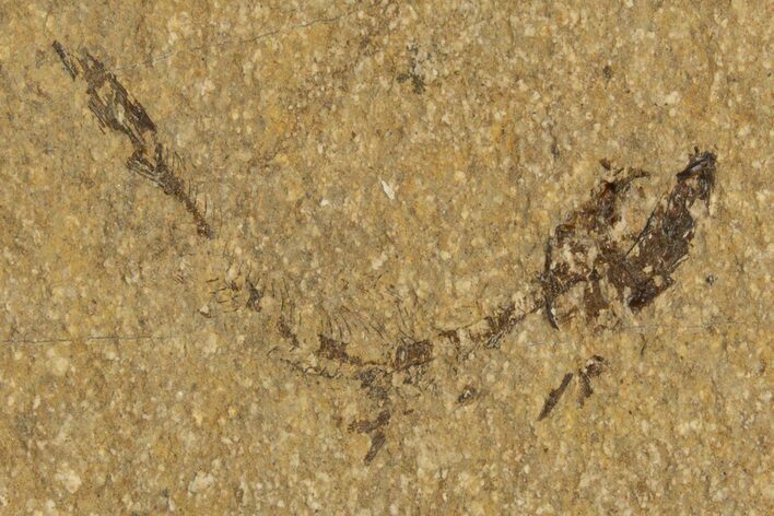 Oligocene Fossil Fish (Idrissia carpathica) - Poland #320601